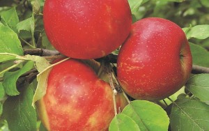 Honeycrisp, Stark Bro’s Nurseries & Orchards Co.