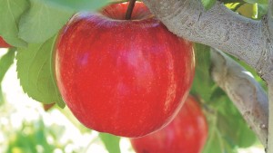 Stark Bro’s Nurseries & Orchards Co. 2016 Variety Showcase [Slideshow]