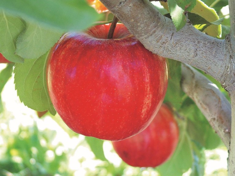 Brookfield® Gala, Stark Bro’s Nurseries & Orchards Co.