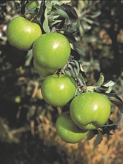 Granny Smith, Stark Bro’s Nurseries & Orchards Co.