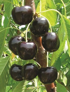 BlackPearl®, Summit Tree Sales