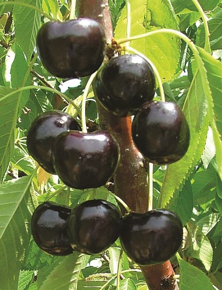 BlackPearl®, Summit Tree Sales