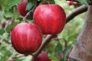 Buckeye® Gala, Summit Tree Sales