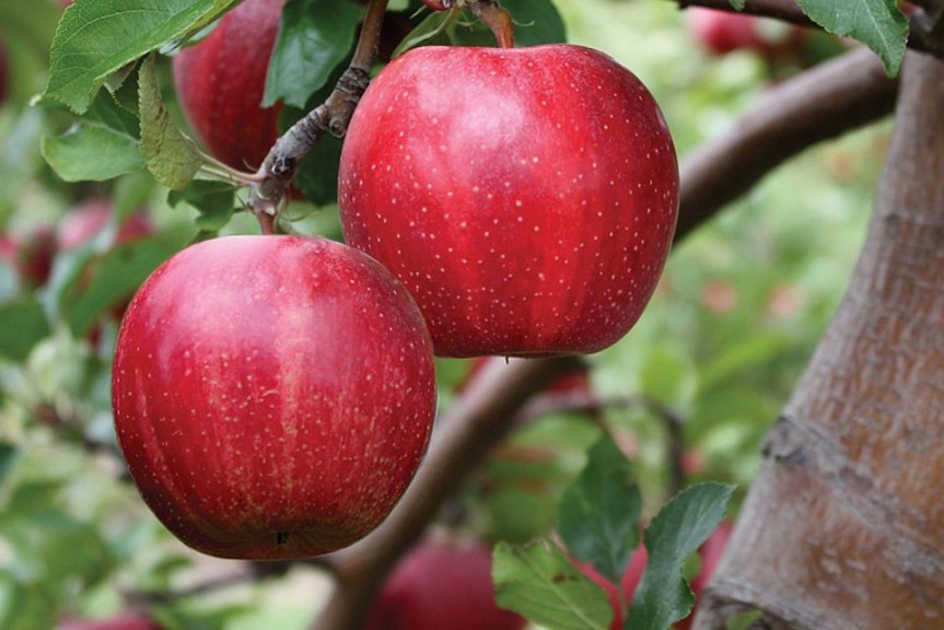 Buckeye® Gala, Summit Tree Sales