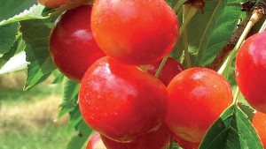 Northwest Cherries Predict Strong Crop