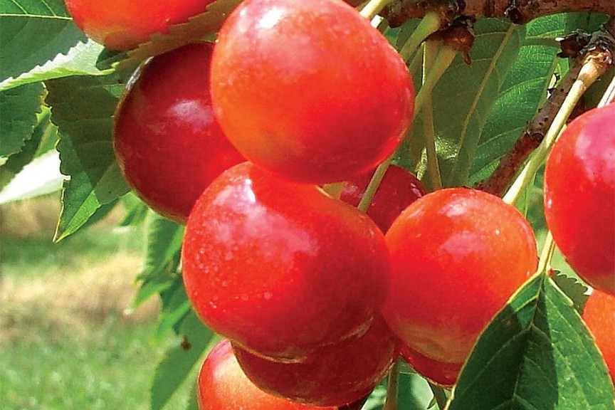 RadiancePearl®, Summit Tree Sales