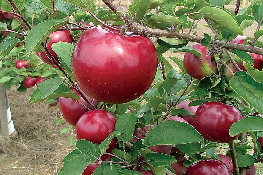 RubyMac®, Summit Tree Sales