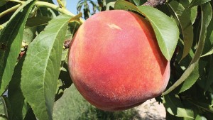 Summit Tree Sales 2016 Variety Showcase [Slideshow]