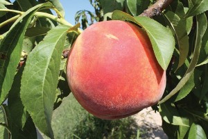 SweetStar™, Summit Tree Sales