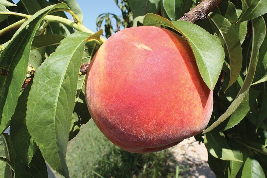 SweetStar™, Summit Tree Sales