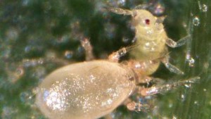 Study: Mighty Mite Might Be Big Benefit For Florida Cucumber Crop