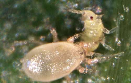 Study: Mighty Mite Might Be Big Benefit For Florida Cucumber Crop