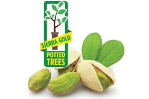 UCB-1 Pistachio Rootstock, Sierra Gold Nurseries