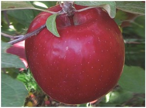 Aztec Fuji®, Van Well Nursery