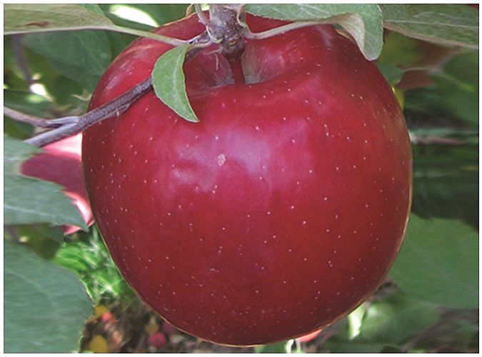 Aztec Fuji®, Van Well Nursery