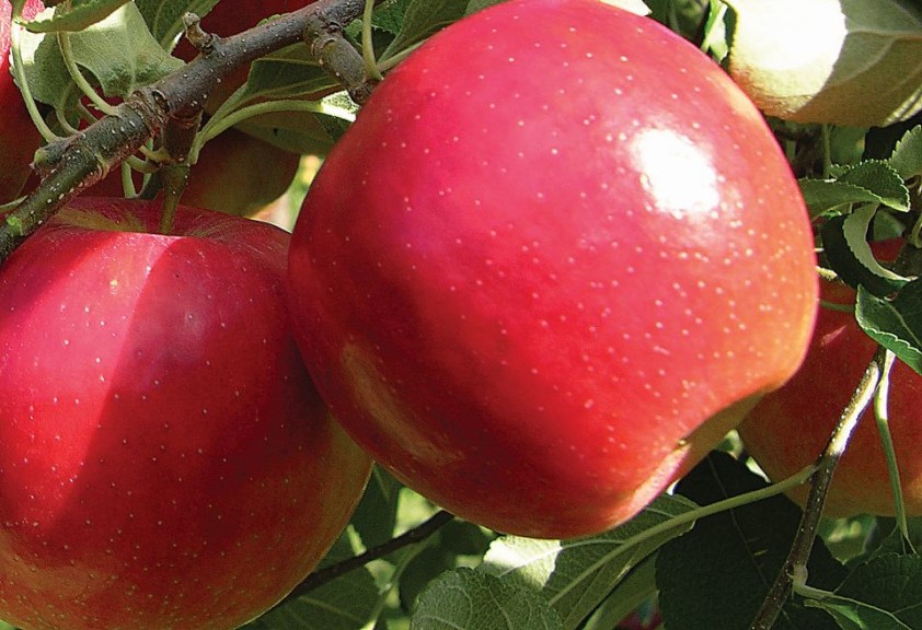 CrimsonCrisp®, Van Well Nursery