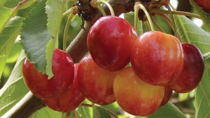 Early Robin®, Van Well Nursery
