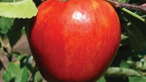 Van Well Nursery 2016 Variety Showcase [Slideshow]