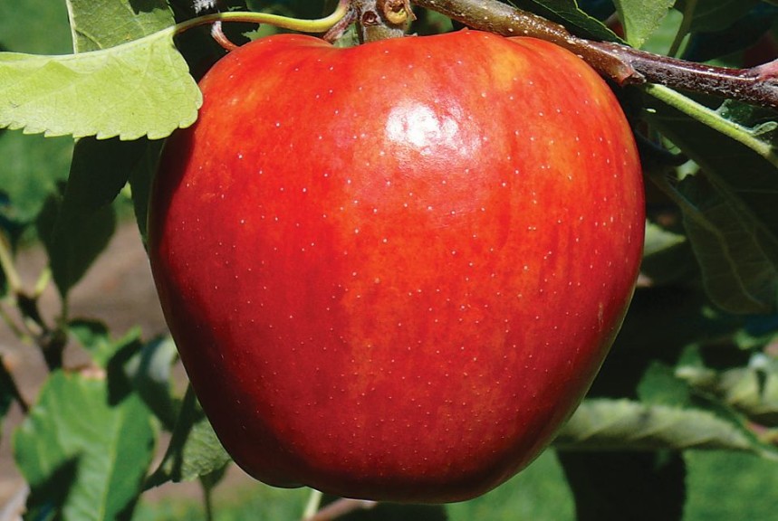 Red Rubens, Van Well Nursery