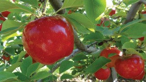 Millennials Drive Premium Apple Demand