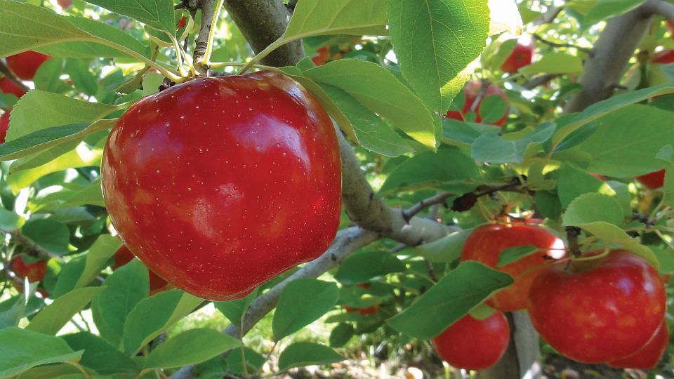 Royal Red Honeycrisp®, Van Well Nursery