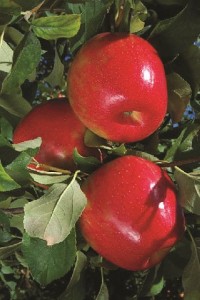 Honeycrisp®, Wafler Nursery