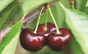 BurgundyPearl®, Willow Drive Nursery