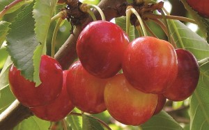 Early Robin®, Willow Drive Nursery