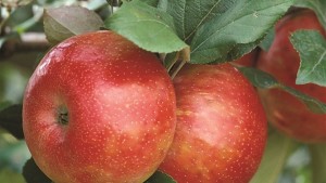 Researcher Uncovers the Origins of ‘Honeycrisp’ Apple
