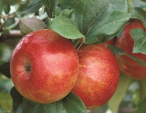 Honeycrisp, Willow Drive Nursery