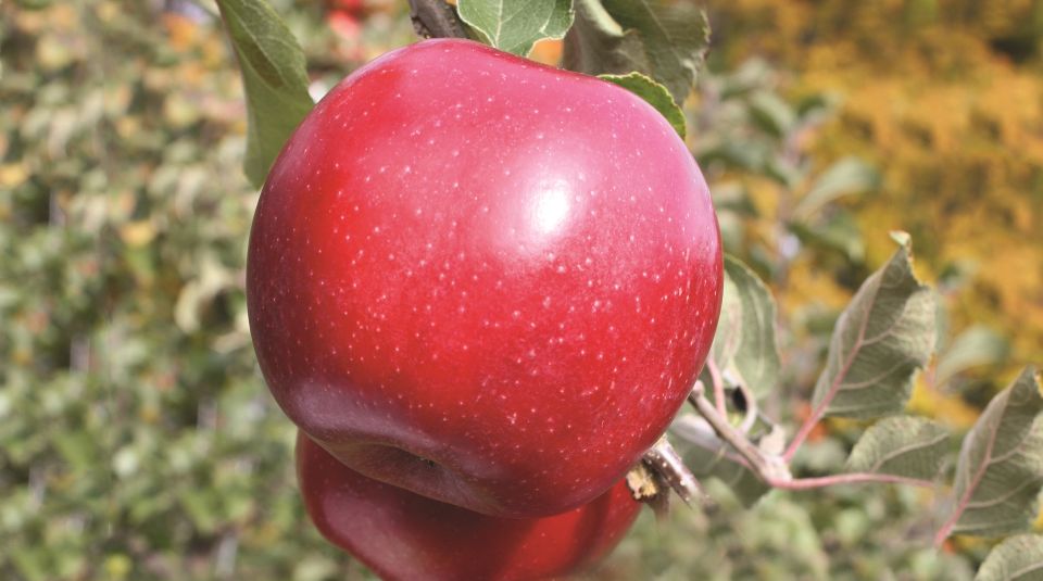 JonaStar®, Willow Drive Nursery