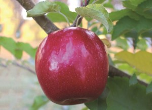 Lady In Red, Willow Drive Nursery