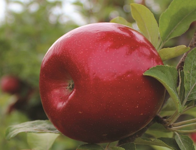 Royal Red Honeycrisp®, Willow Drive Nursery