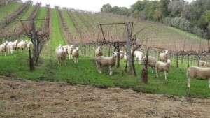 Employing Sheep For Weed Control