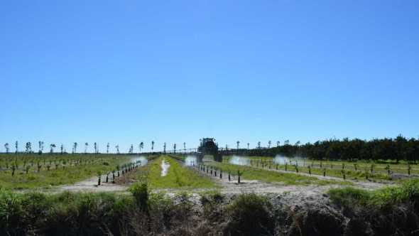 Florida Citrus Growers Banking On Bactericides