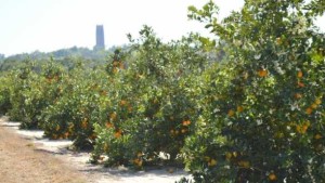 HLB-Induced Urgency Spurs Release Of New Citrus Rootstock
