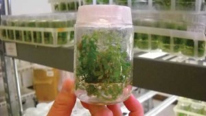 Citrus Tissue Culture Practice Makes Perfect