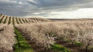 USDA Expects Almonds to Crack Record Yield Again