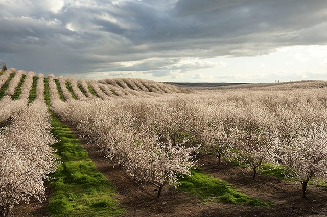 USDA Expects Almonds to Crack Record Yield Again