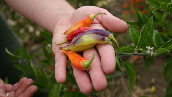 New Organic Plant Breeding Effort To Produce Novel Varieties And Train Breeders 