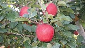 Cameron Select® Honeycrisp, Wafler Nursery