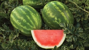 9 Watermelon Varieties You Need To Know For 2016