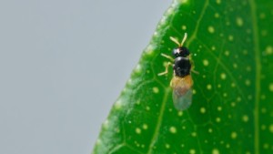 How Biocontrols Are Adopted By Different Types of Specialty Crop Growers