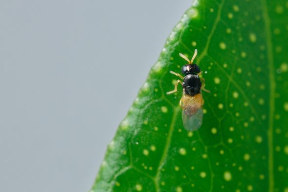 How Biocontrols Are Adopted By Different Types of Specialty Crop Growers