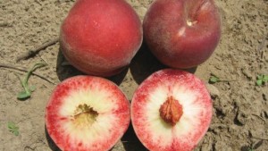 New Jersey Grower Hit With Peach Heist