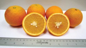 Struggling Citrus Sector Has Lifeline In New Variety Development