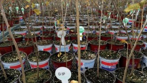 Phytelligence Is Breaking The Rootstock Bottleneck