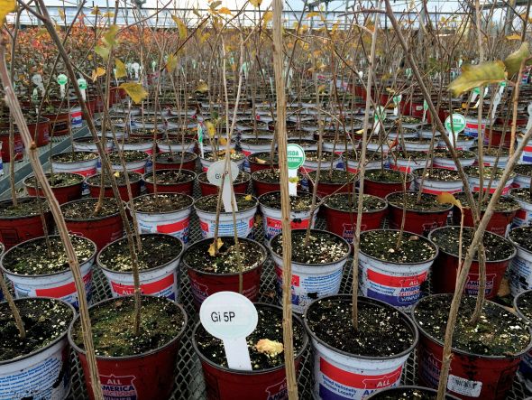 Phytelligence Is Breaking The Rootstock Bottleneck