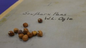New Southern Pea Variety Named For Longtime Breeder