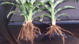 3 Products To Better Serve Your Soil